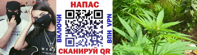 Канабис гибрид  Вытегра 